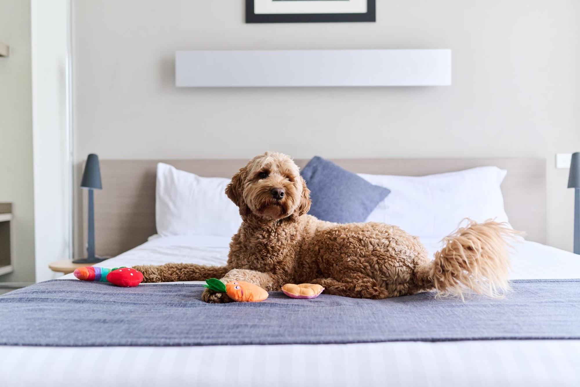 Abode Gungahlin Aparthotel Canberra Ngoại thất bức ảnh